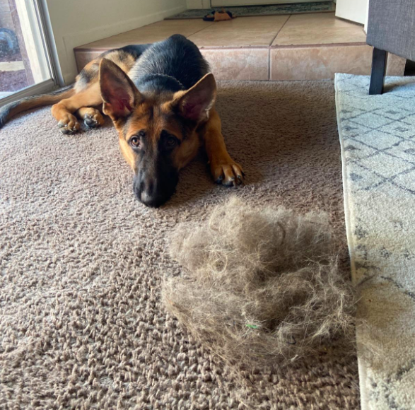 Photo from the reviewer showing their dog relaxing beside the massive pile of fur removed from their carpet
