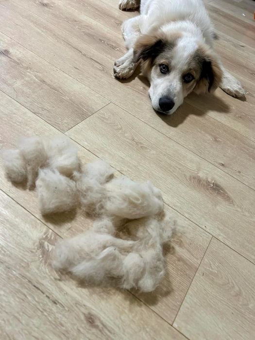 A dog lies on a wooden floor next to clumps of fur that were shed after using the fur-removal brush.