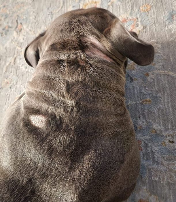 Reviewer’s photo showing ringworm on their dog before treatment