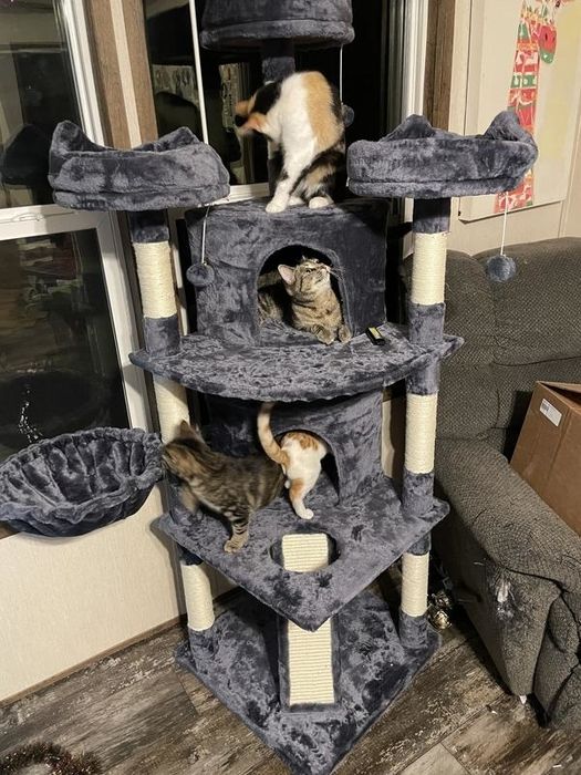 Four cats playing on a multi-level cat tree with platforms and holes for climbing and lounging
