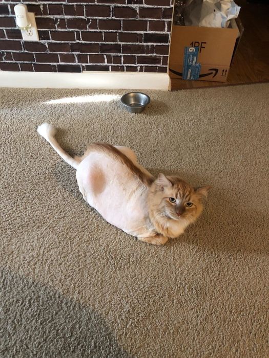the same cat now neatly shaved