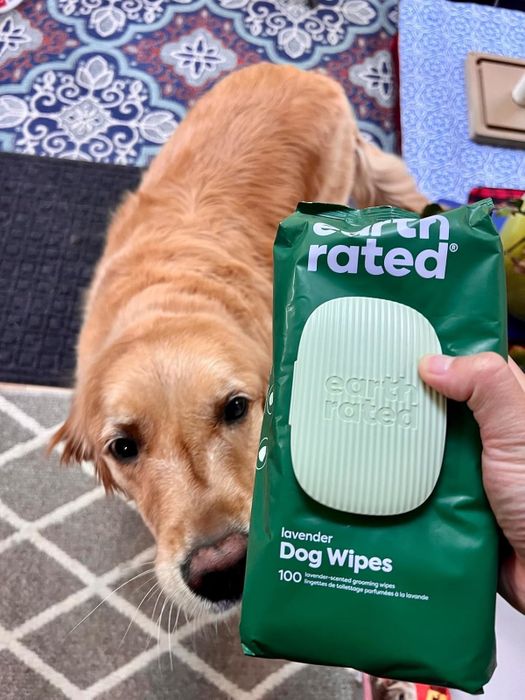 A golden retriever stares at a pack of Earth Rated lavender dog wipes being held up