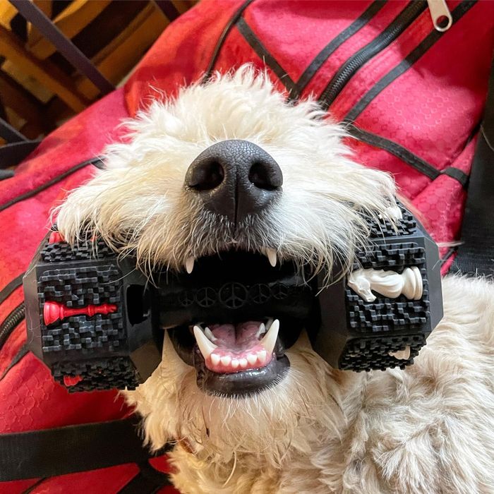 A dog holding a textured dumbbell-shaped toy in its mouth while lounging on its back.
