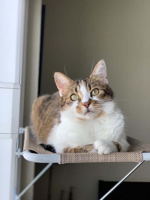A front view of a reviewer’s cat enjoying the tan window hammock