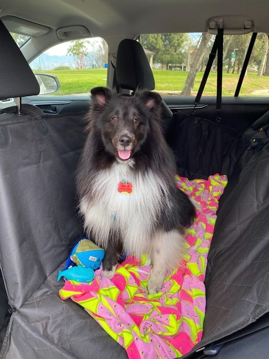 A reviewer's dog comfortably sitting in the black cover set up in hammock mode