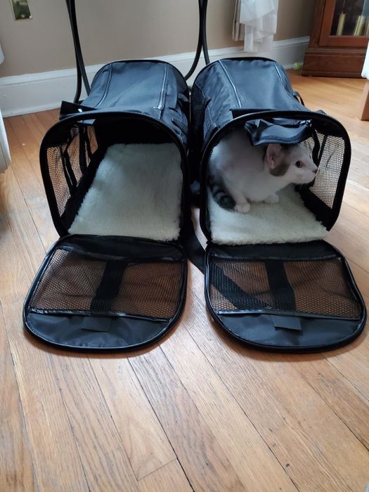 A front-facing photo of a reviewer's cat sitting in the carrier with plenty of extra space