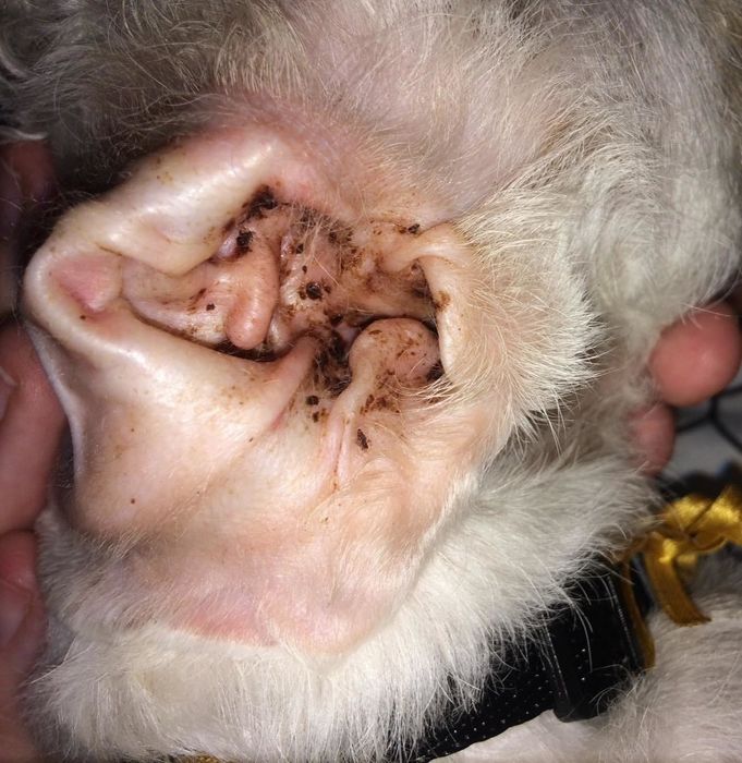 A dog's ears appearing visibly dirty before the application of the ear cleanser