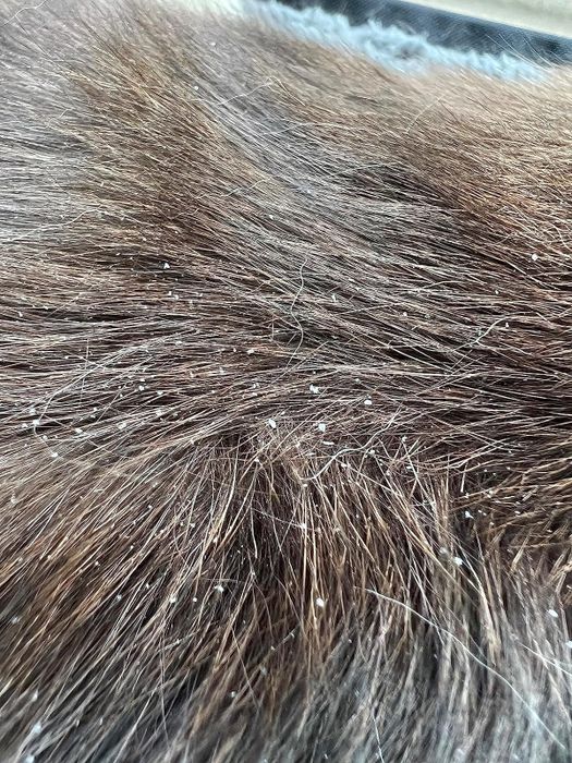 A reviewer’s photo of their cat’s fur showing dander and flakes before using the spray