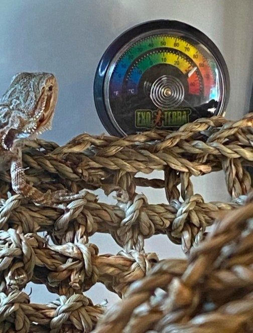 An Exo Terra thermometer placed inside a reptile tank with a bearded dragon nearby