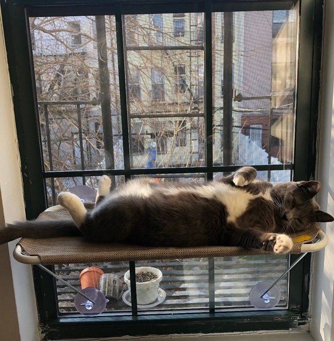 A Mytour editor’s cat lounging comfortably in the window hammock