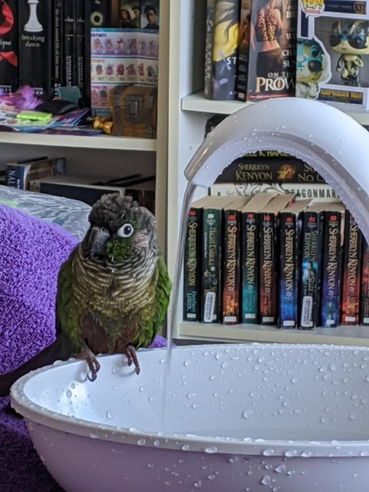 A reviewer’s bird happily sipping water from the fountain