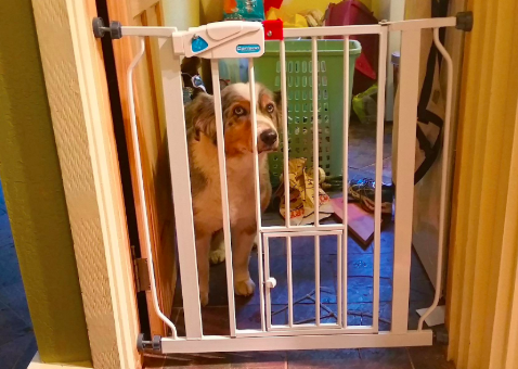 A reviewer's dog looking wistfully behind a baby gate in a doorway