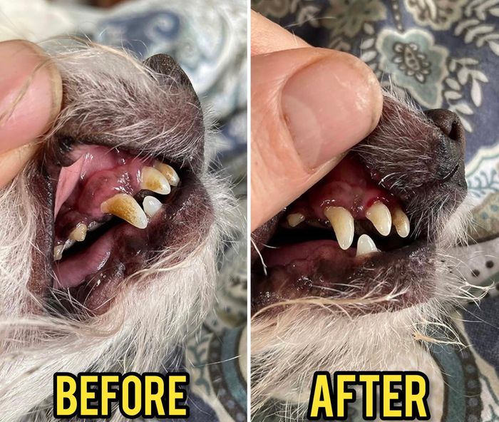A reviewer's photo showing their dog's teeth with plaque buildup before using the toothpaste and the transformation to clean, healthy teeth after regular use