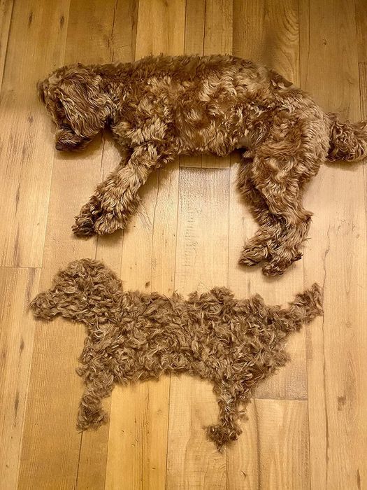 A reviewer’s dog lying on the floor with a pile of shaved hair shaped like its body beside it
