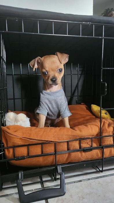 A reviewer's small dog inside a crate, wearing a t-shirt and resting on an orange pet bed