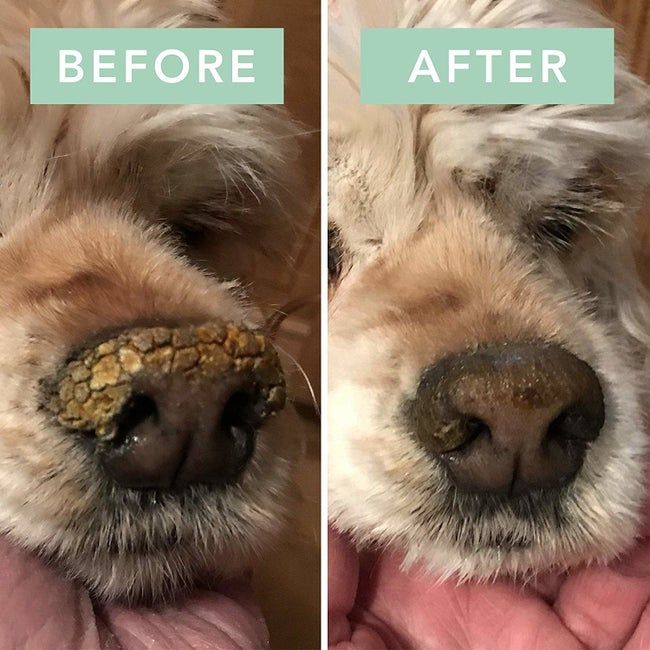 Before-and-after photos showing the transformation of a dog’s snout from dry and crusty to smooth and hydrated after using the balm
