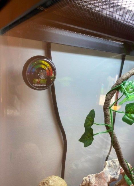 The Exo Terra thermometer mounted inside the tank