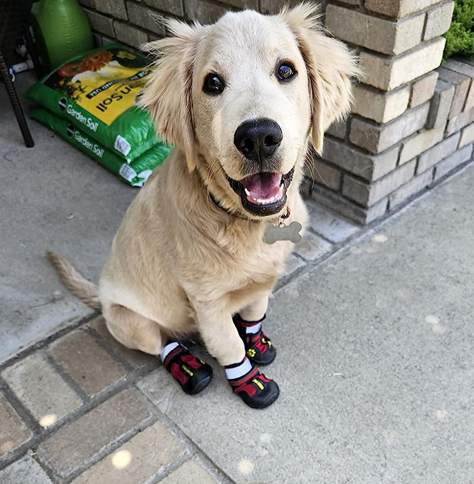 A reviewer’s golden retriever wearing red boots