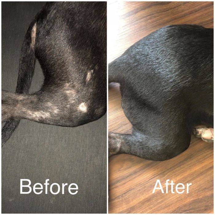 On the left, a dog’s leg with white spots, and on the right, the same leg showing the spots have faded