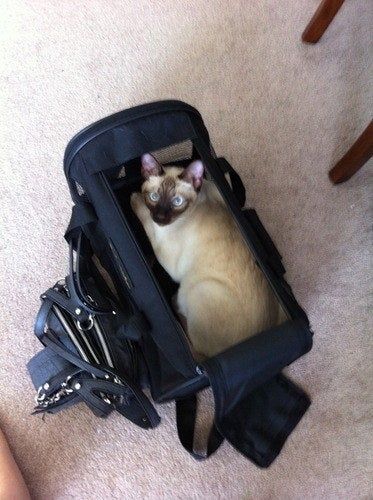 A top-down view of a reviewer's cat comfortably resting inside the carrier