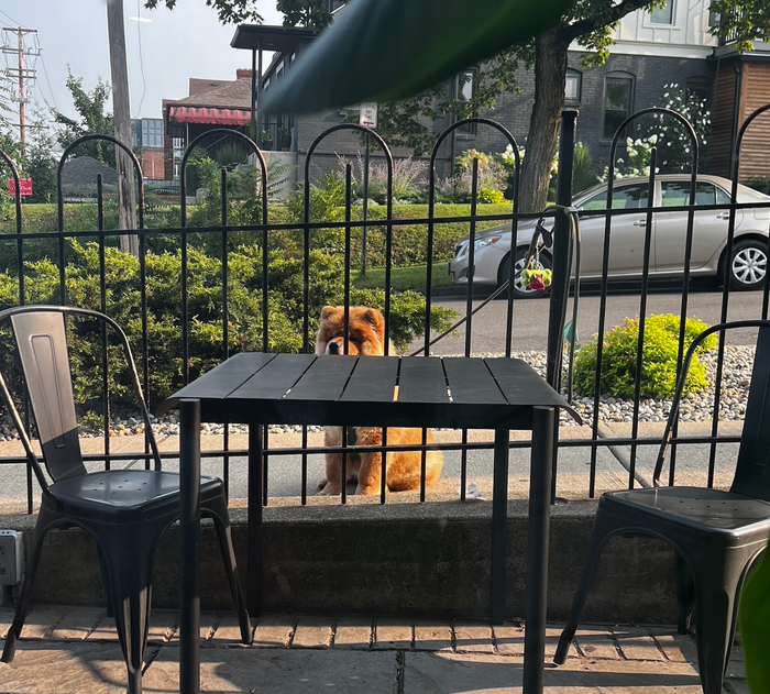 A chow chow puppy sitting on a sidewalk with its leash tied to a fence post
