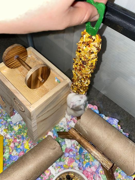 A reviewer’s hamster happily chewing on the treat