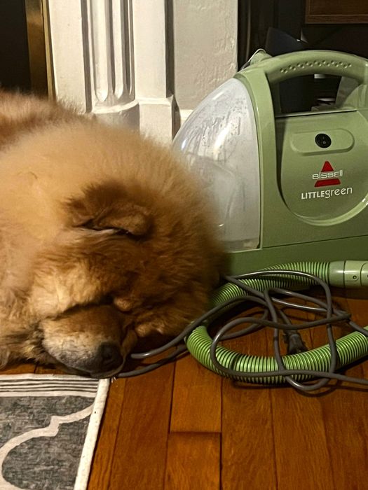 A chow chow puppy napping beside the Bissell Little Green carpet cleaner
