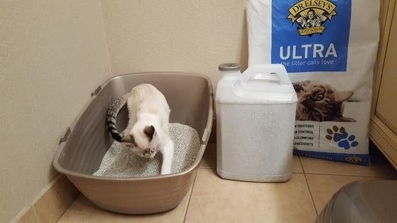A reviewer's cat comfortably using their litter box