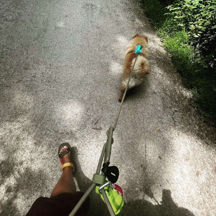 A Mytourer walking a chow chow puppy using a green hands-free leash secured around their waist