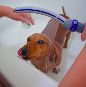 A dachshund being bathed using the handheld shower attachment. The thin, steady water stream allows for gentle and thorough rinsing.