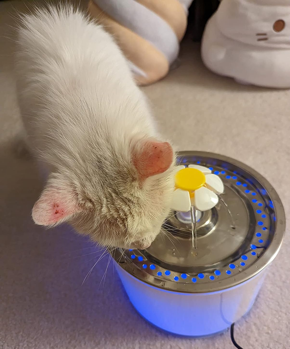 A reviewer’s cat happily drinking from the fountain