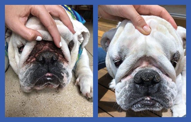 A reviewer’s dog showing a clean nose fold after using the product, compared to the gunk-filled fold before
