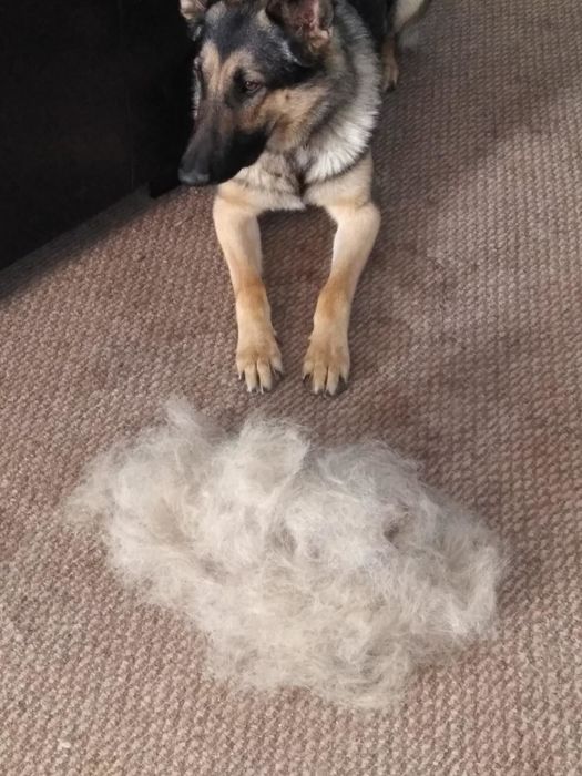A reviewer's photo of their German shepherd sitting beside a large pile of fur collected from the carpet using the broom