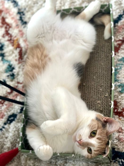 A Mytourer's cat relaxing inside the scratching box