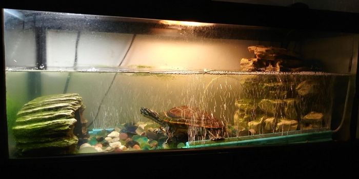 A turtle tank with clear water after using the sludge destroyer