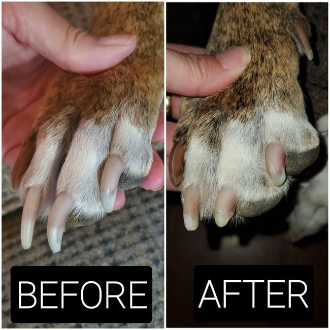Before-and-after photos of a dog’s nails, showing overgrown nails before trimming and neatly trimmed nails afterward