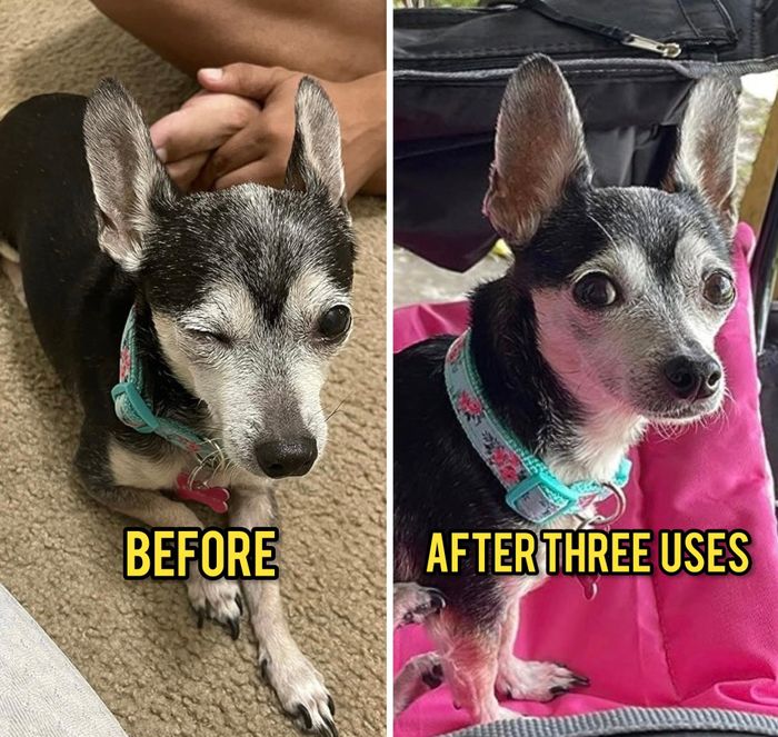 A reviewer’s dog with squinty, irritated eyes before using the eye wash and wide, clear eyes after just three applications