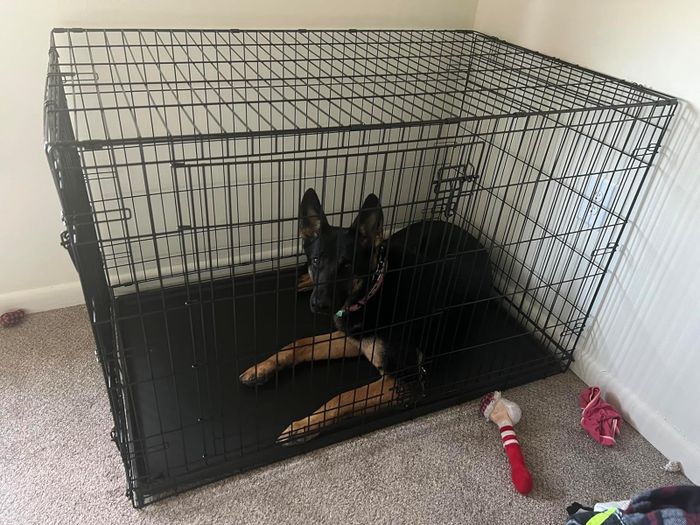 A reviewer's German Shepherd sitting inside a dog crate