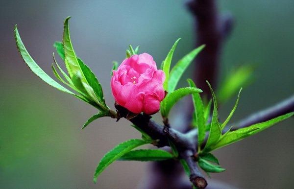 A STEM educational building toy set for children, featuring various assembled models like animals, vehicles, and robots, with hands actively putting one together