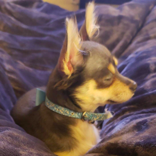 A Chihuahua comfortably curled up on the dark blue blanket.