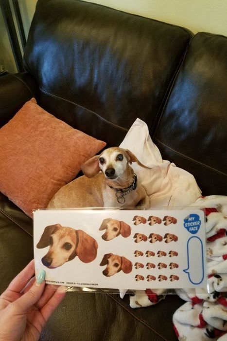 A reviewer proudly displaying a sheet of stickers with their dog’s face, standing in front of their equally proud-looking dog.