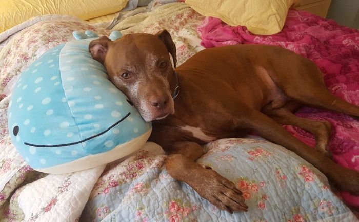 a dog resting against the pillow-sized, smiling plush