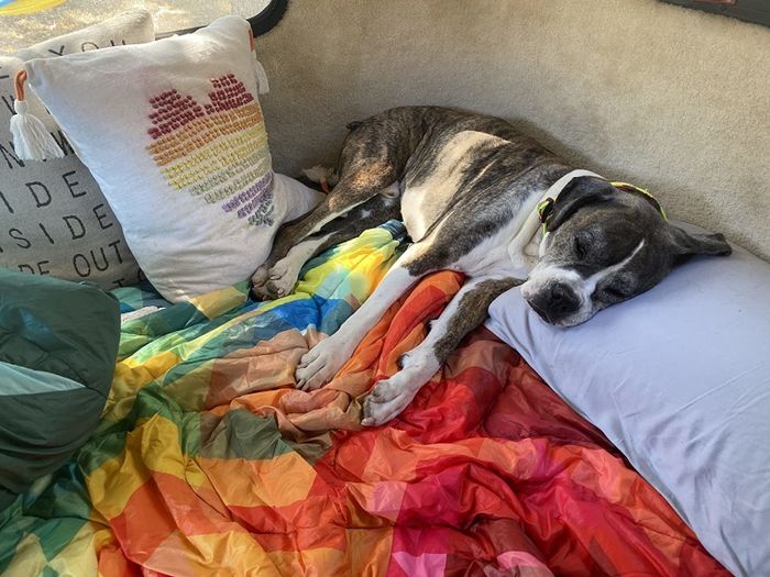 a dog resting on the blanket