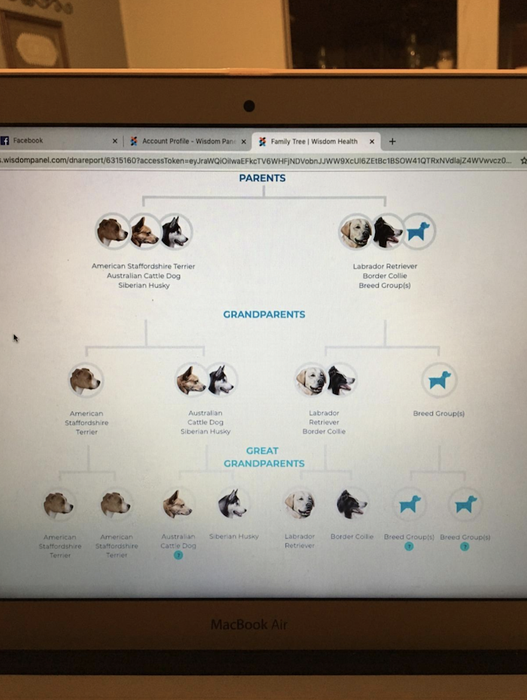 A screenshot displaying the results of a doggie DNA test, featuring the dog’s family tree.