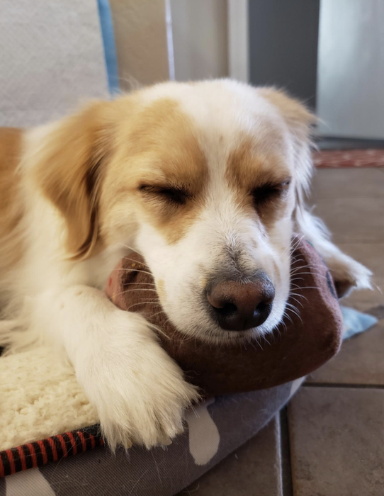 A beautiful white and brown dog.