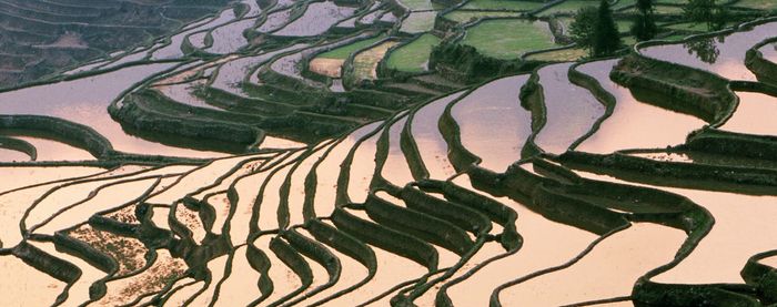 a green T-Rex figure carrying two hard-shell tacos on its back