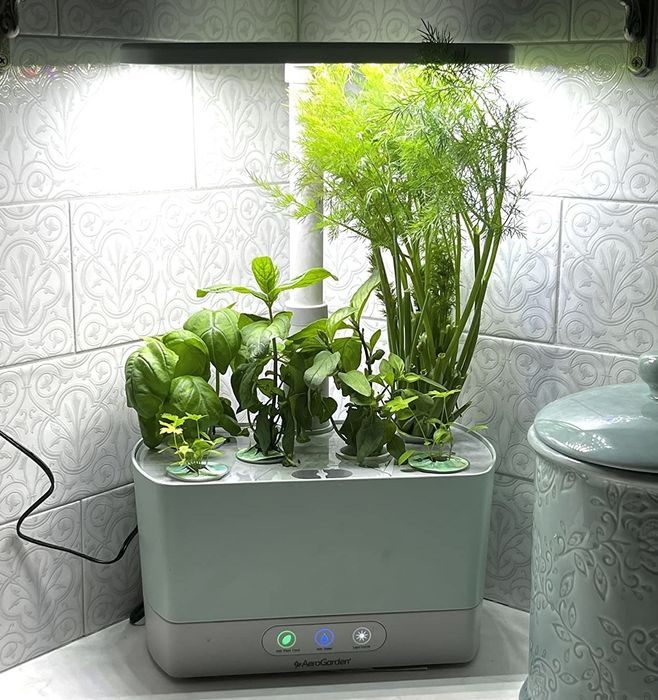 A reviewer's AeroGarden flourishing with basil, dill, and parsley plants