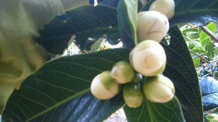 a plush penguin holding a rolled-up orange throw blanket