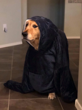 A dog comfortably wrapped in a blue fuzzy blanket sweatshirt