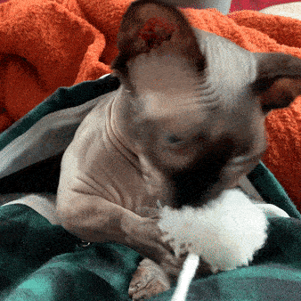 Gif showing the same cat playing with the hoodie's pom poms while comfortably seated in the pouch